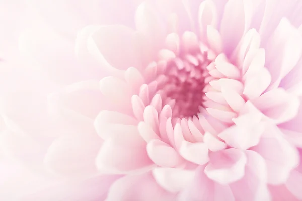 Fondo de flores de pastel. Concepto de arte floral . — Foto de Stock