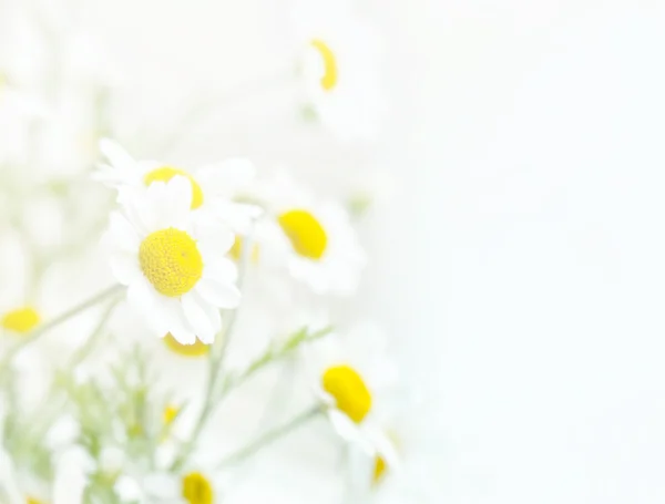 Pastelové květinové pozadí. Květinové umění koncept. — Stock fotografie