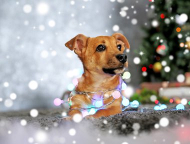 Halı bulanık Noel ağacı arka plan karşı yatan garland ile şirin köpek yavrusu. Karlı etkisi, Noel kutlama kavramı.