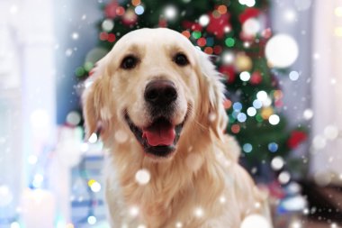 Sevimli köpek bulanık Noel ağacı arka plan üzerinde. Karlı etkisi, Noel kutlama kavramı.