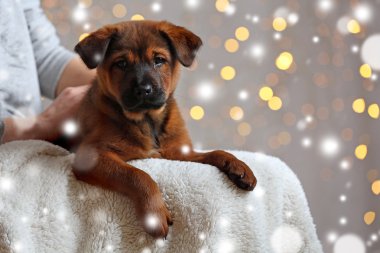 Kadın holding şirin köpek yavrusu diz Noel ışıkları arka plan bulanık karşı. Karlı etkisi, Noel kutlama kavramı.