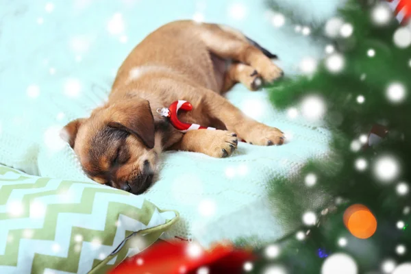 Cute puppy, spanie na poduszce. Efekt śnieg, Boże Narodzenie celebracja koncepcja. — Zdjęcie stockowe