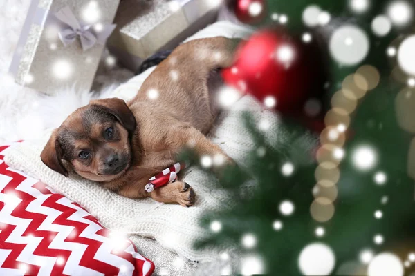 Niedlichen Welpen auf Kissen liegend. Schneeeffekt, Konzept für Weihnachtsfeier. — Stockfoto