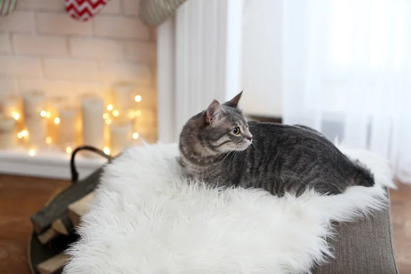 Tabby cat lying on white plaid against blurred background — Stock Photo, Image