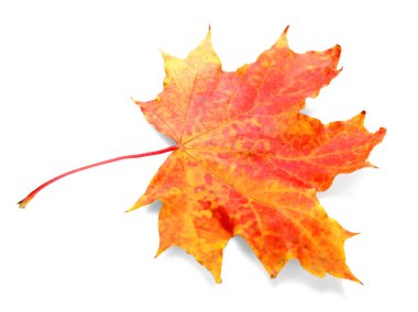 renkli sonbahar yaprak