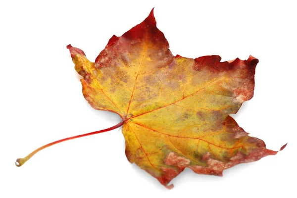 Kleurrijke Herfstblad — Stockfoto