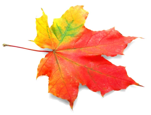 Hoja de otoño colorido — Foto de Stock