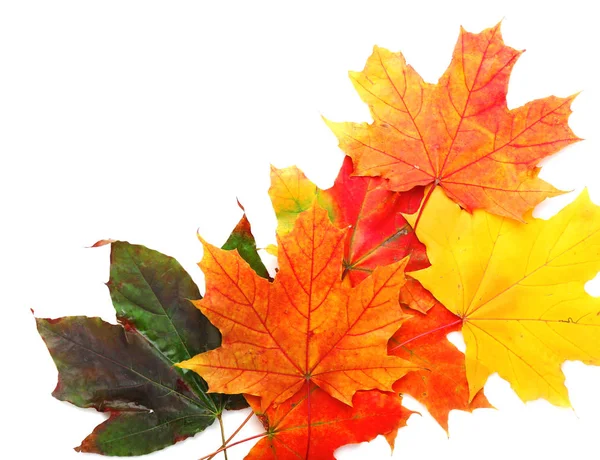 Hojas de otoño colorido —  Fotos de Stock