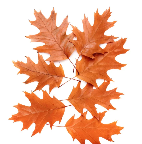 Colorful Autumn leaves — Stock Photo, Image