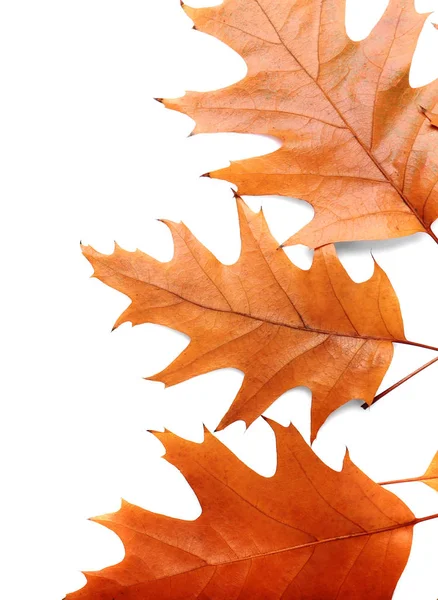 Colorful Autumn leaves — Stock Photo, Image