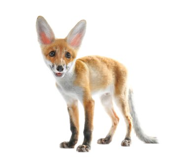 Beyaz izole şirin tilki yavrusu