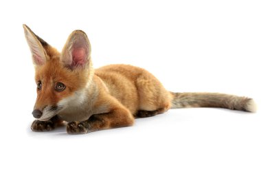 Güzel tilki yavrusu üzerinde beyaz izole yalan