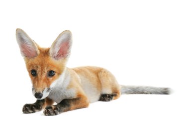 Güzel tilki yavrusu üzerinde beyaz izole yalan