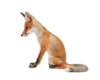 Beyaz izole küçük tilki yavrusu oturma