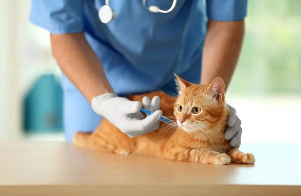 Veterinär läkare vaccinerande katt på en veterinärklinik — Stockfoto