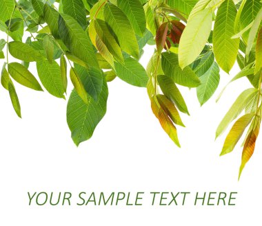 Yeşil yeşillik çerçeve 