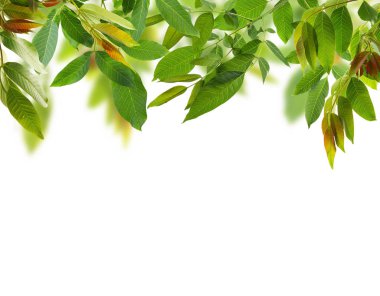 Yeşil yeşillik çerçeve 