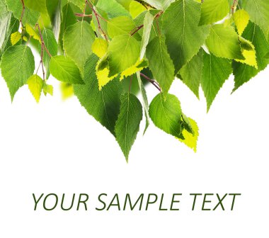 Yeşil yeşillik çerçeve 