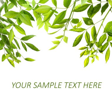 Yeşil yeşillik çerçeve 