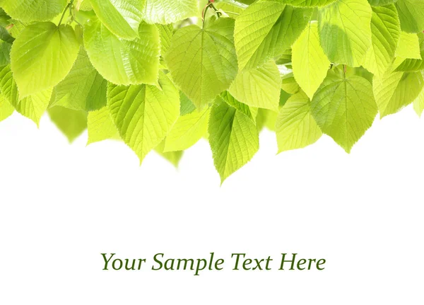 Green foliage frame — Stock Photo, Image