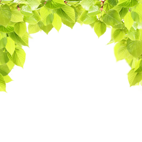 Quadro de folhagem verde — Fotografia de Stock