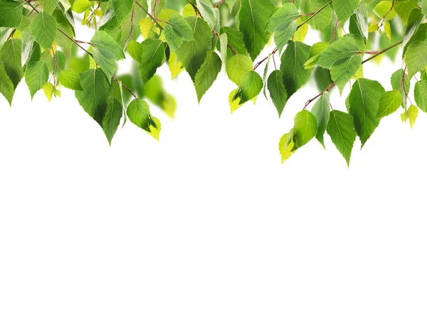 Green foliage frame — Stock Photo, Image