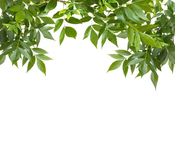 Zelené listí rám — Stock fotografie