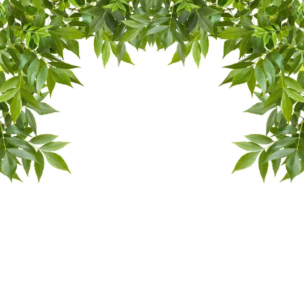 Zielone liście ramki — Zdjęcie stockowe