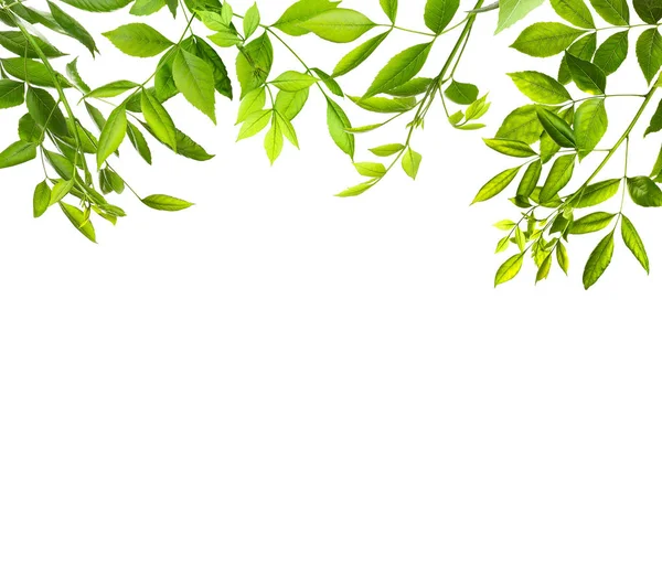 Yeşil yeşillik çerçeve 