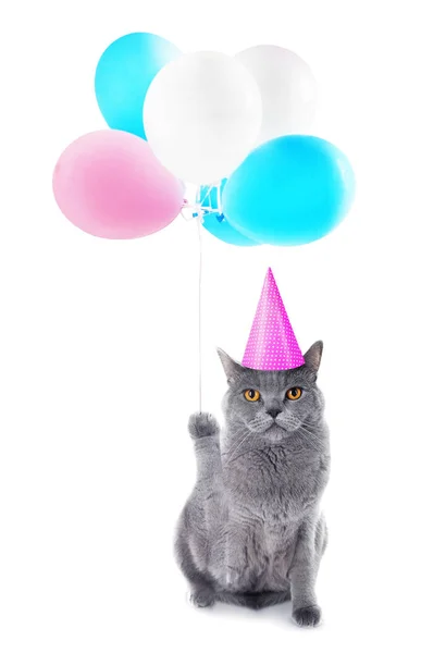 Gatto divertente in berretto partito con palloncini — Foto Stock