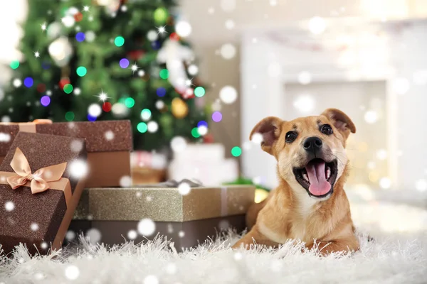 Cachorro deitado no tapete perto de presentes de Natal — Fotografia de Stock