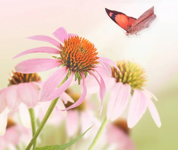 Gyönyörű pillangó és virág — Stock Fotó
