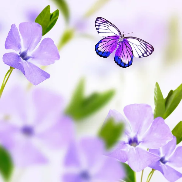 Schöner Schmetterling und Blumen — Stockfoto