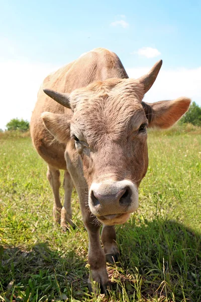 Коричнева мила корова на пасовищі — стокове фото
