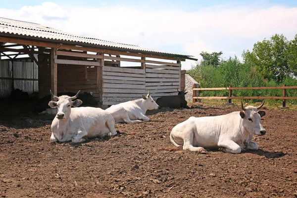 Vacas blancas en la granja — Foto de Stock