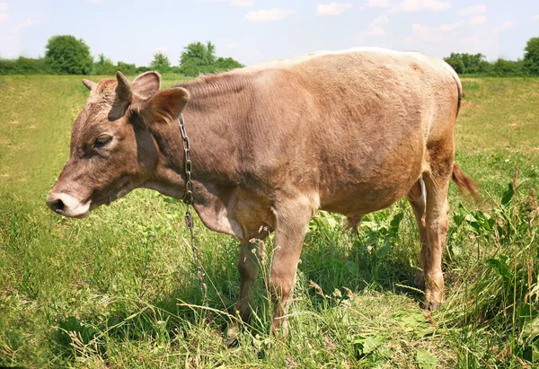 Brązowy krowa na pastwisku — Zdjęcie stockowe