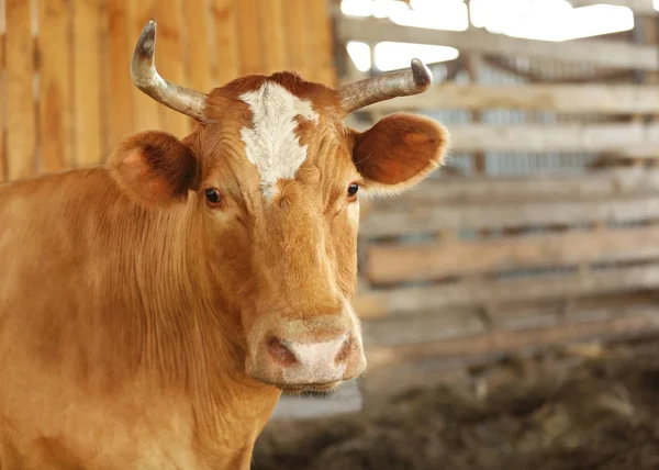 Granja vaca marrón — Foto de Stock