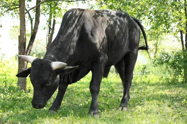 Vache noire sur pâturage — Photo