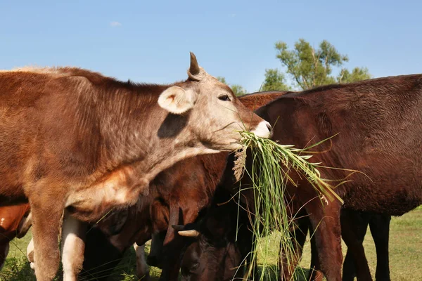 Aranyos barna tehén legelő — Stock Fotó