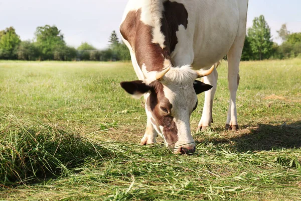 Мила корова на пасовищі — стокове фото