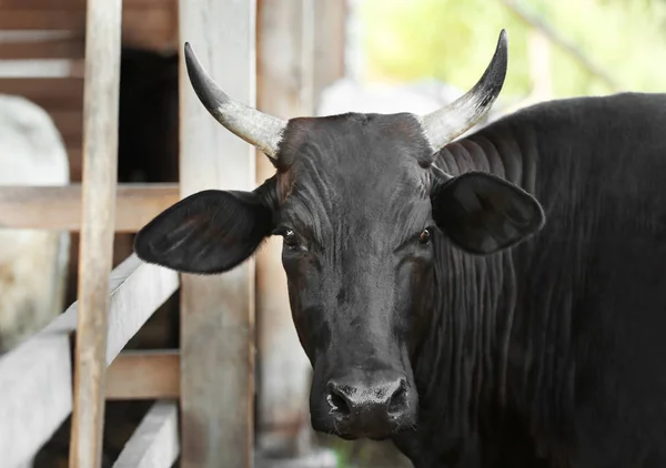 Vacas negras en la granja — Foto de Stock