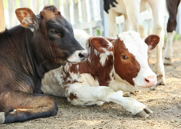 可爱的犊牛在农场 — 图库照片