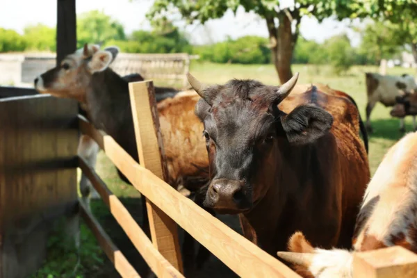 Krávy na farmě za oplocení — Stock fotografie