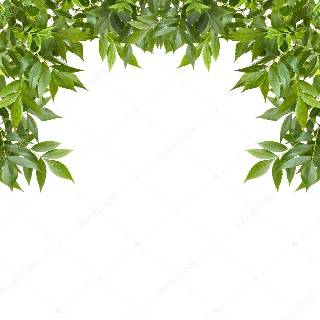 Green foliage frame 