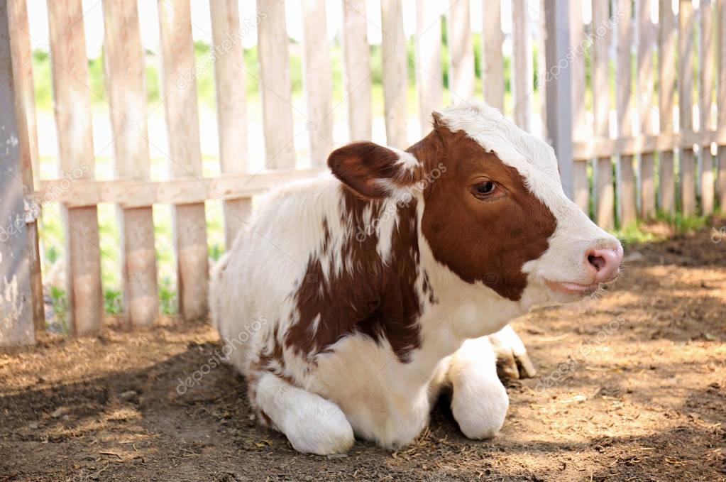 Calf on farm