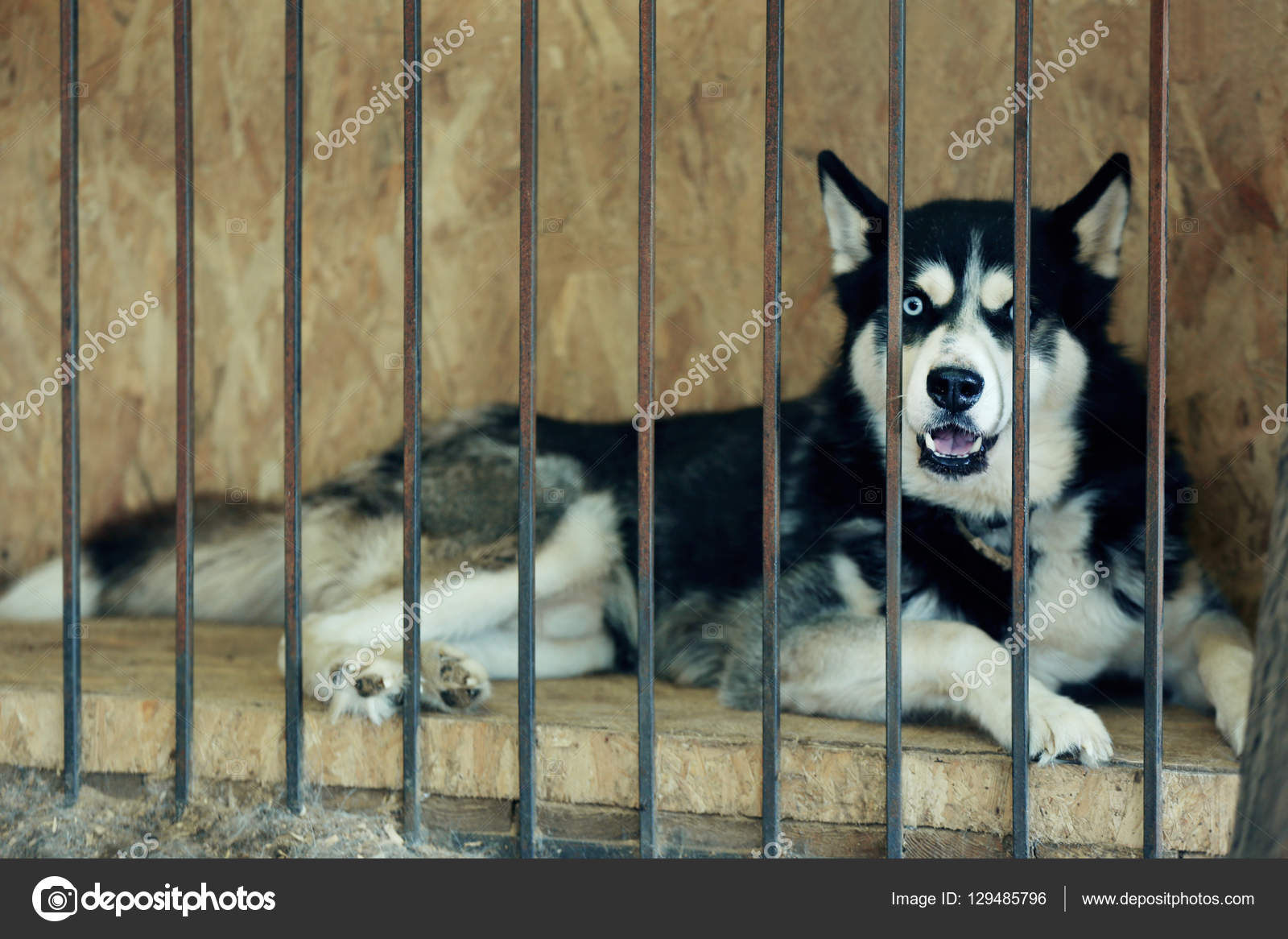 Homeless laika in animal shelter cage Stock Photo by ©belchonock 129485796 Homeless laika in animal shelter cage Stock Photo by ©belchonock 129485796
