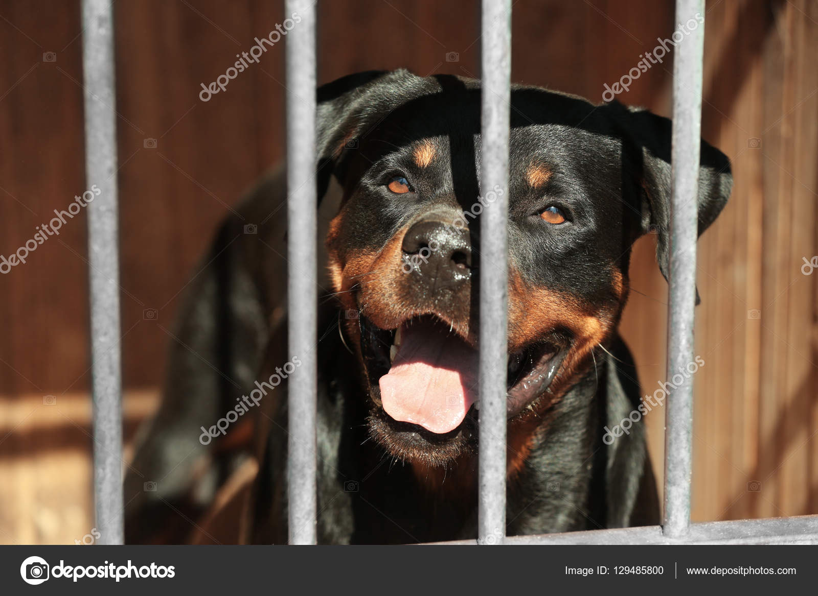rottweiler cage