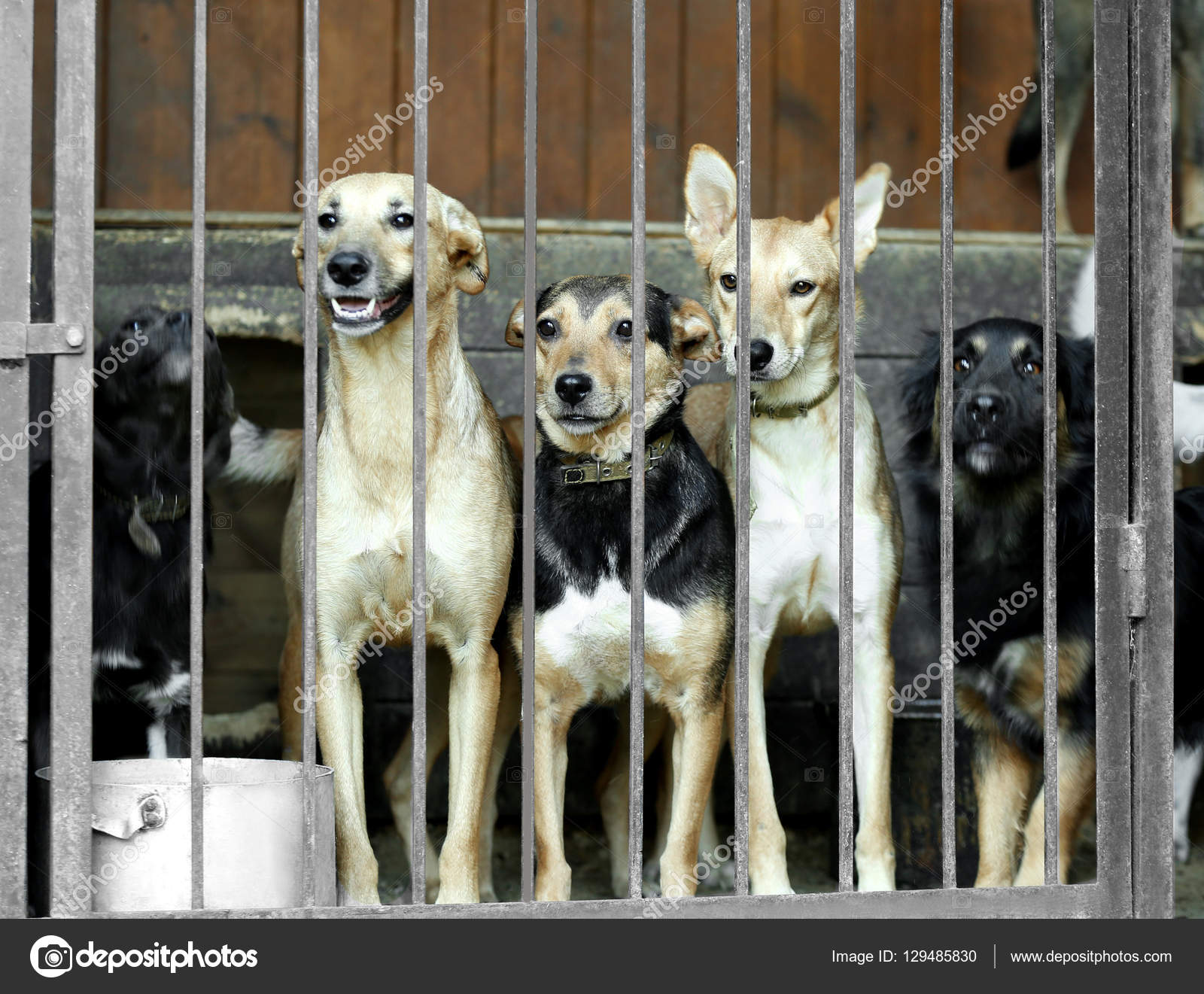 Homeless dogs in animal shelter cage Stock Photo by ©belchonock 129485830