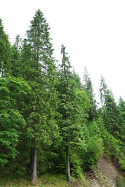 Güzel Dağlar Manzarası