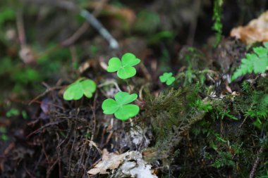 Ormandaki küçük yeşil bitki
